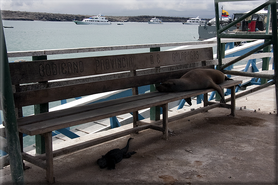 foto Isole Galapagos